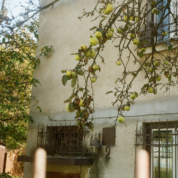 Ein Apfelbaum vor einem Haus.