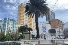 Hochhauslandschaft in La Paz, Bolivien. Im Vordergrund steht eine Palme.