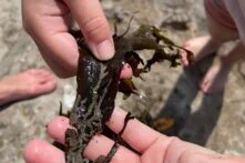 Meermacher Woche. Seetang in der Hand eines Kindes.