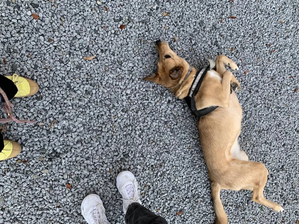 Ein Hund liegt auf Kiesboden und rollt sich hin und her. Vier Fußspitzen ragen ins Bild.