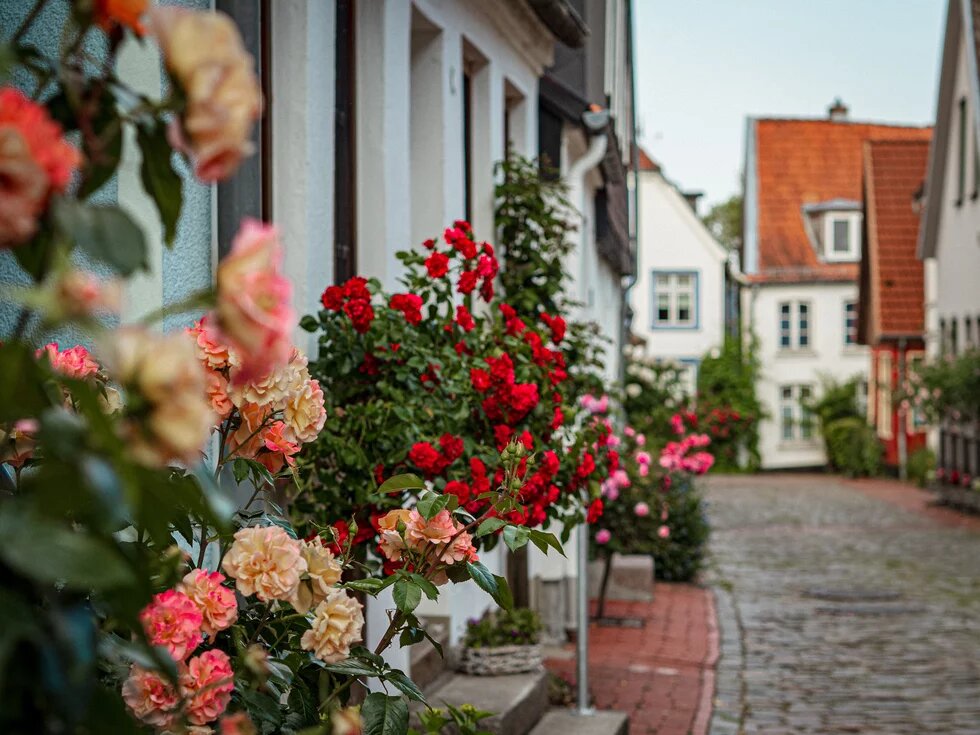 Ein Straße in der Altstadt von Schleswig. An den Häuser ranken Rosen empor.