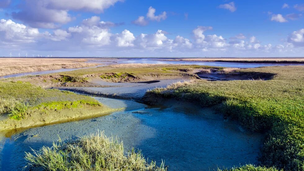 Priele in den Salzwiesen bei Westerhever